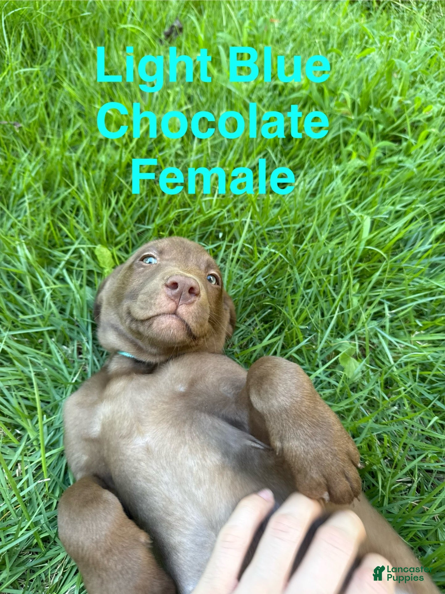 Labrador Retriever dogs Light Blue  - Ad 2