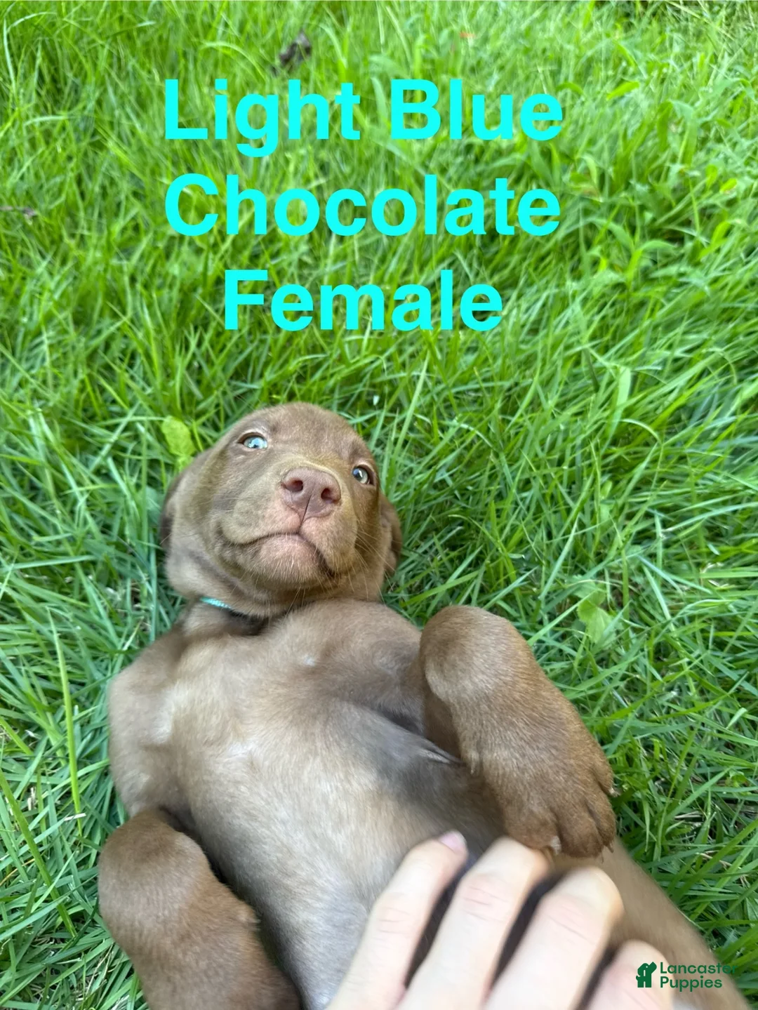Labrador Retriever dogs for sale: Light Blue  - Ad 2