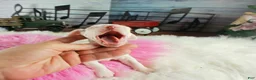 Dachshund dogs for sale: Nationwide delivery. Sugar pies white girl with blue eyes - Ad 3