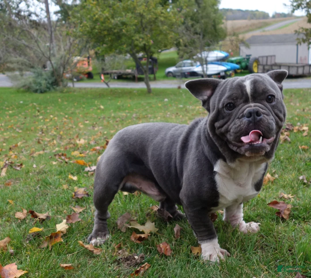 Mixed Breed dogs for sale: Mini Bulldog Blue - Ad 13