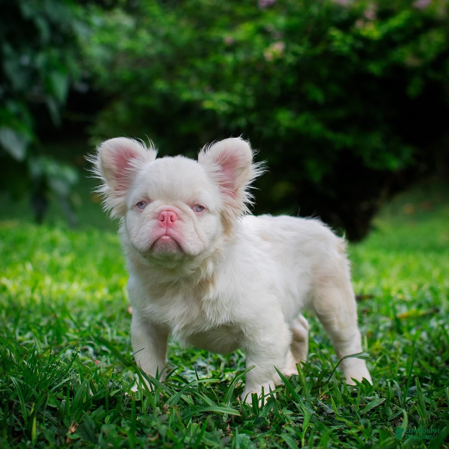French Bulldog dogs for sale: Suga  - Ad 3
