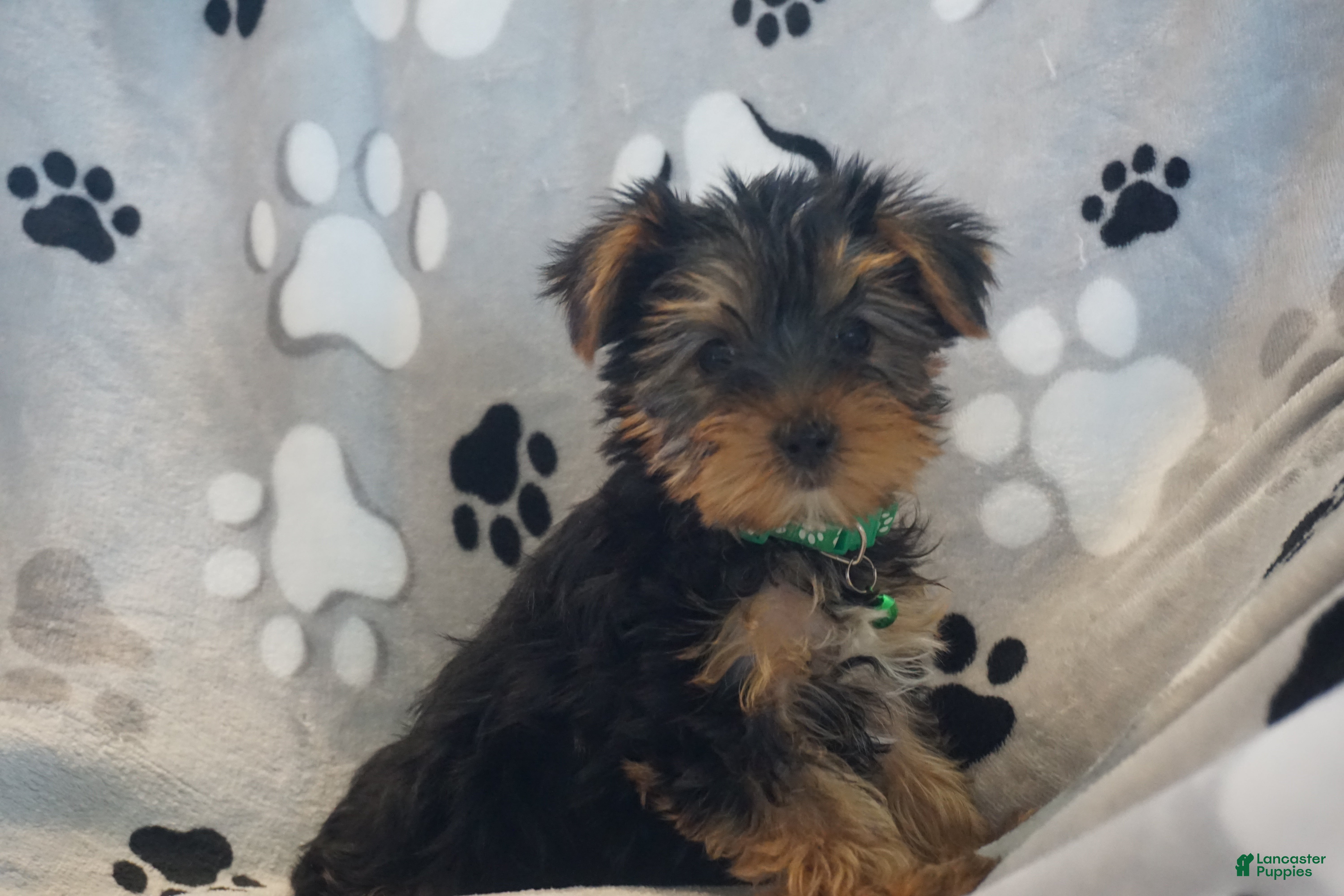 Yorkshire Terrier dogs Daffodil - Ad 7
