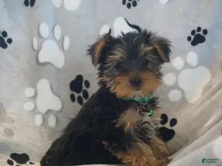 Yorkshire Terrier dogs Daffodil - Ad 7