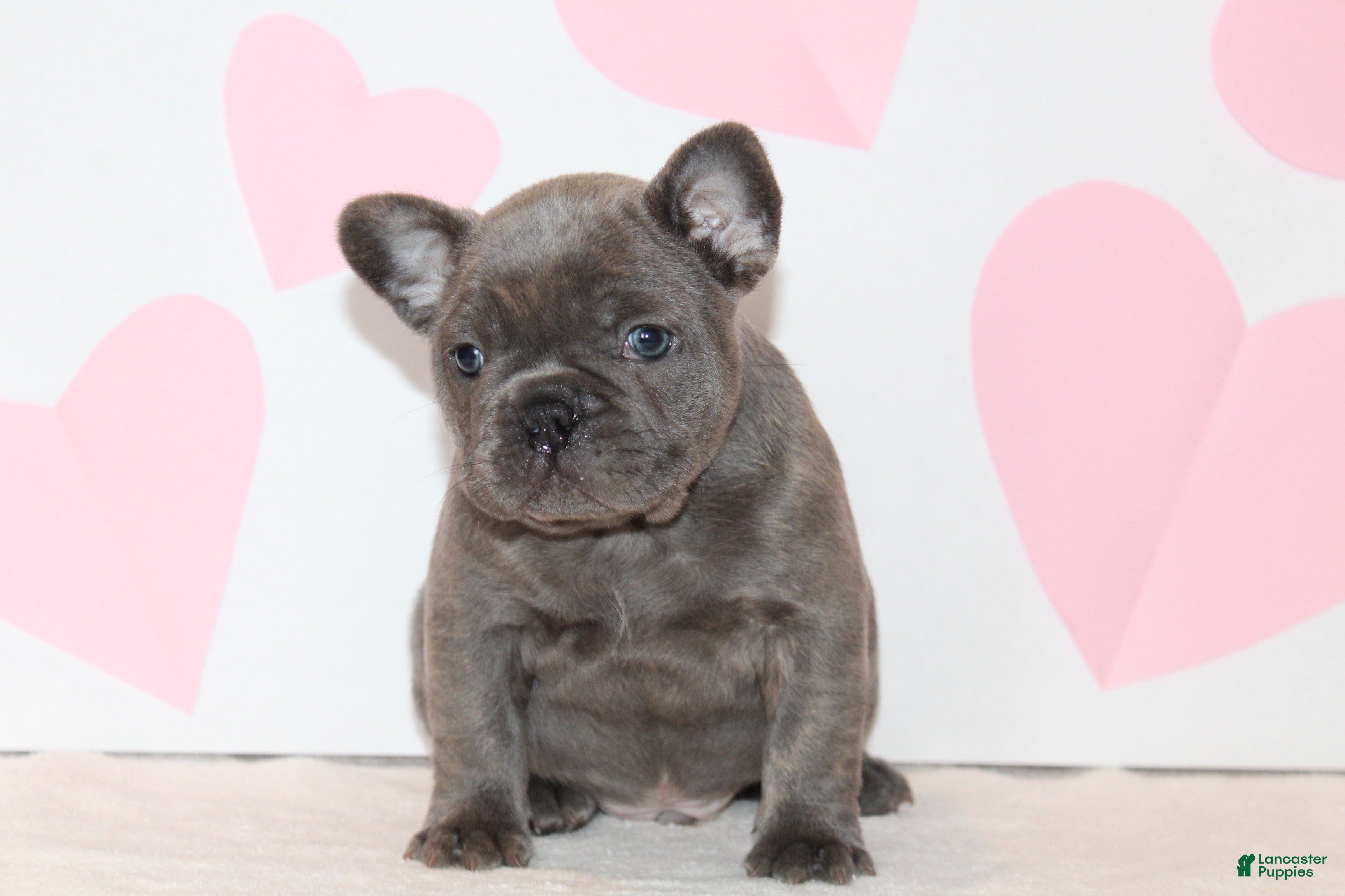 French Bulldog dogs Bow - Ad 27