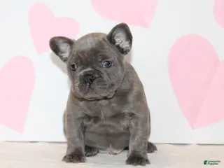 French Bulldog dogs Bow - Ad 27