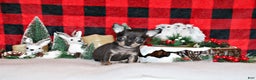 Chihuahua dogs for sale: Vlad - Ad 1