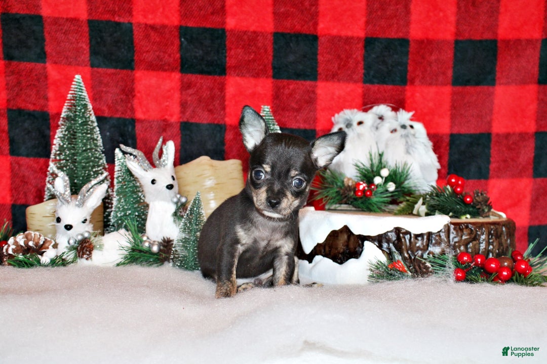 Chihuahua dogs for sale: Vlad - Ad 1
