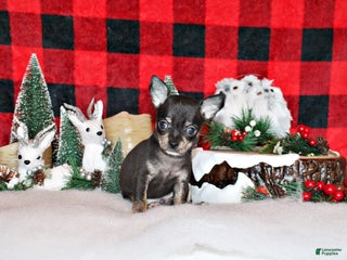 Chihuahua dogs Vlad - Ad 25