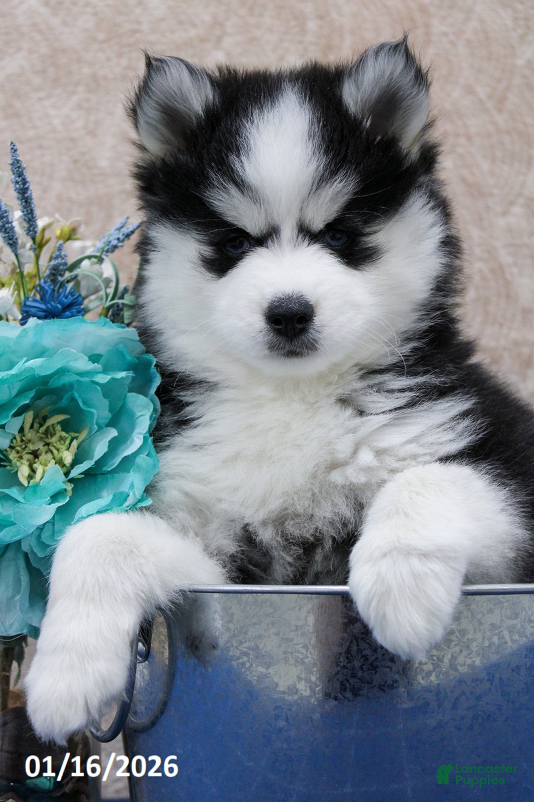 Pomsky dogs for sale: Diva - Ad 3