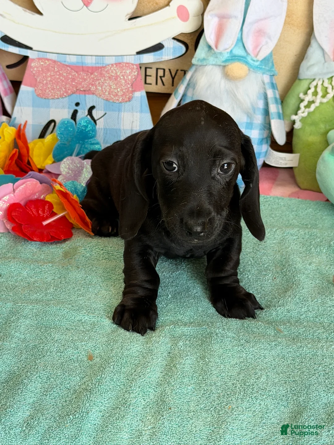 Miniature Dachshund dogs for sale: Axle - Ad 3