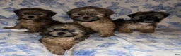 Shih Tzu dogs for sale: Shih Tzu Puppy 2 - Ad 4