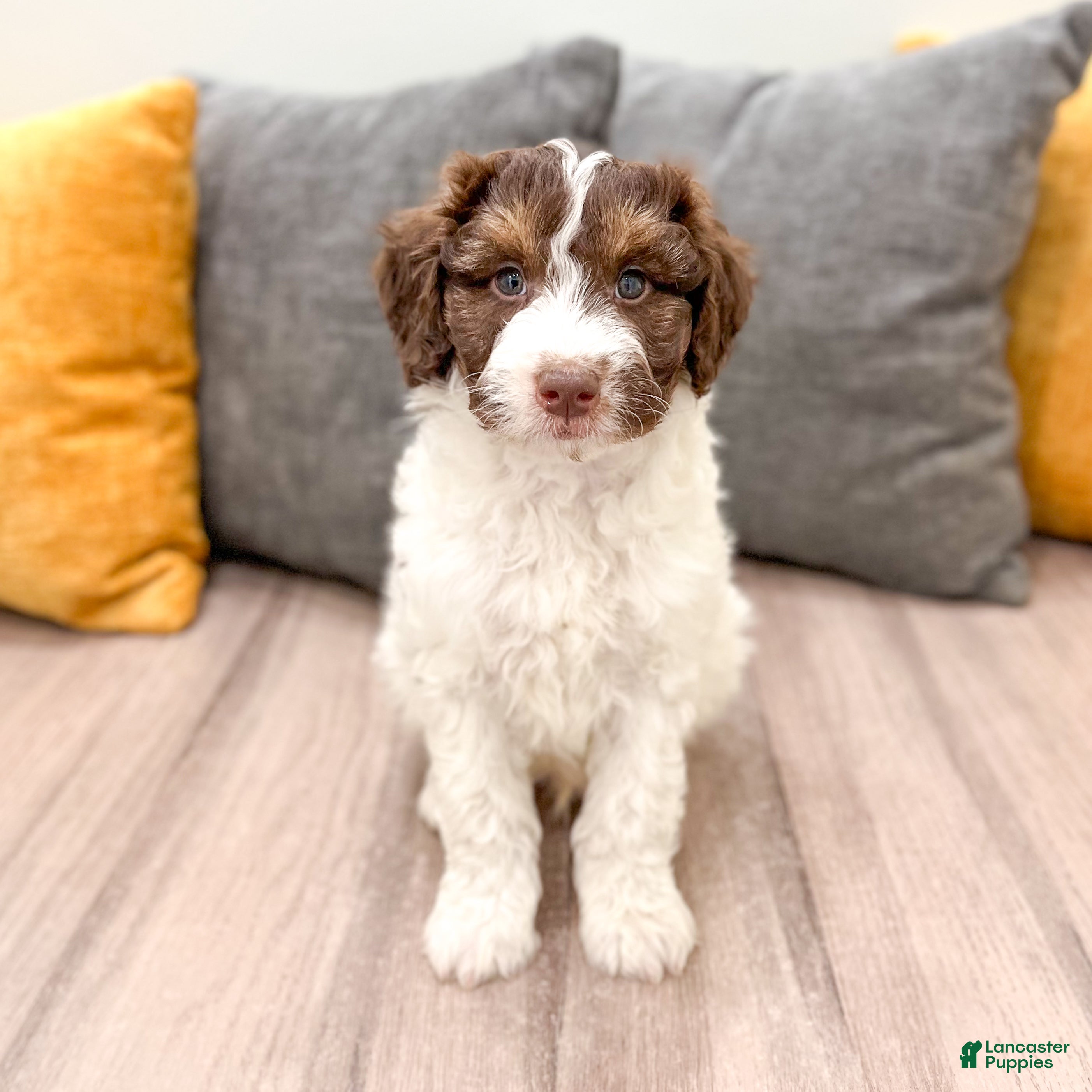 Aussiedoodle dogs for sale: Graham - Ad 3