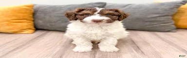 Graham