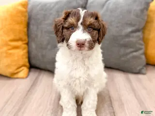 Aussiedoodle dogs for sale: Graham - Ad 3