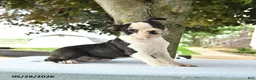 Boston Terrier dogs for sale: Romeo - Ad 10