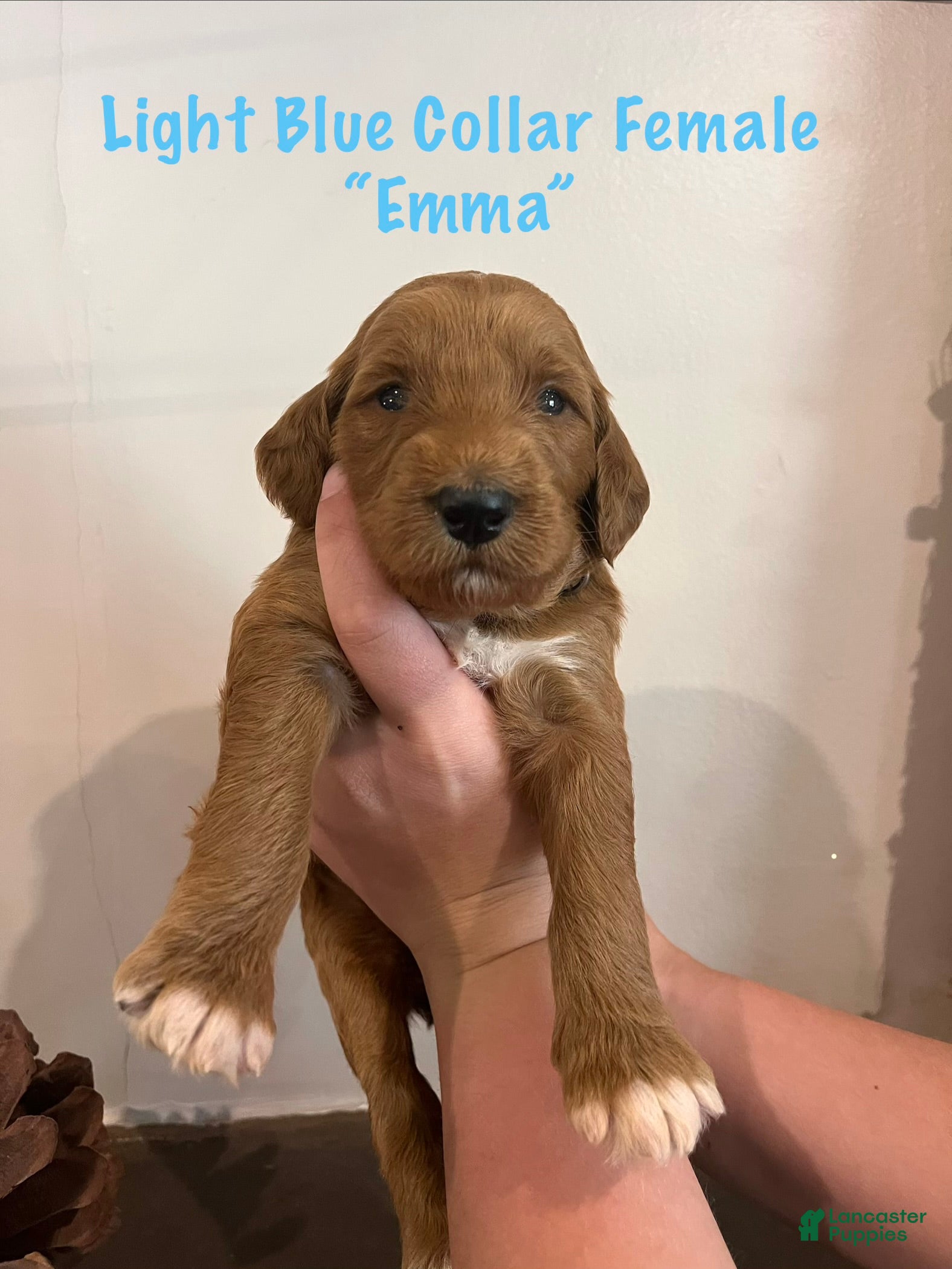 Irish Doodle dogs Light Blue Collar - “Emma” - Ad 2