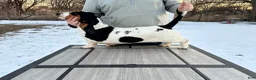 Basset Hound dogs for sale: Girl 2-Blair - Ad 2