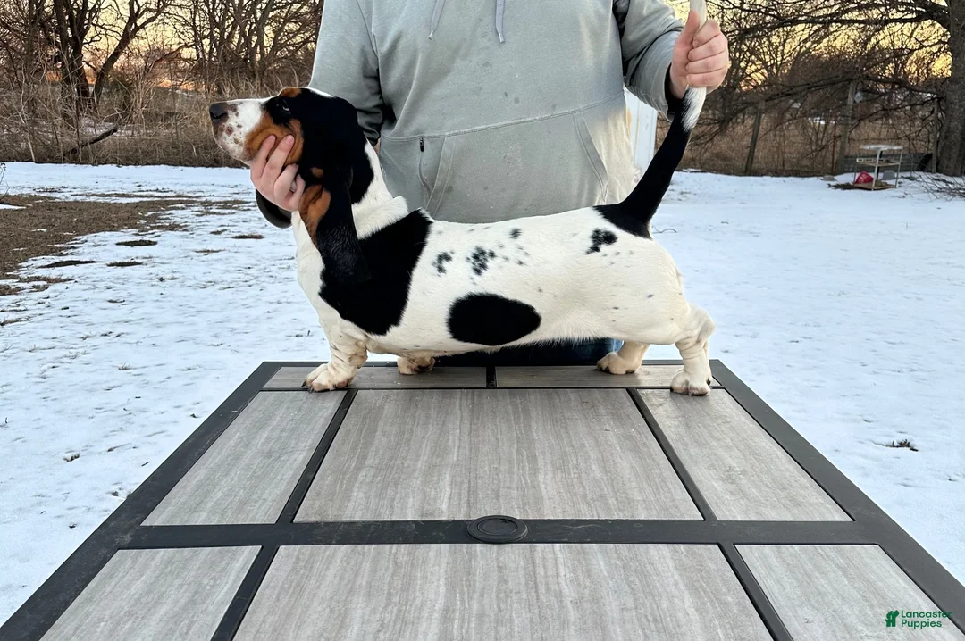 Basset Hound dogs for sale: Girl 2-Blair - Ad 2