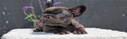 French Bulldog dogs for sale: Zeus - Ad 5