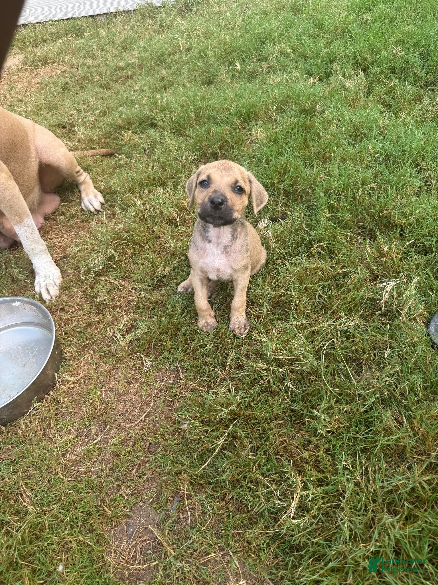 American Bully dogs American Bully 2 - Ad 1
