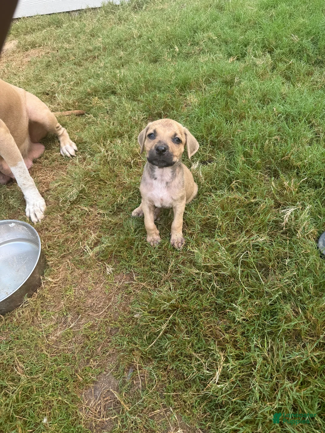 American Bully dogs for sale: American Bully 2 - Ad 1