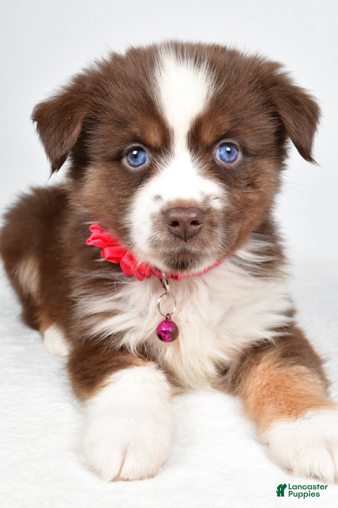 Miniature Australian Shepherd dogs for sale: Darcy - Ad 2