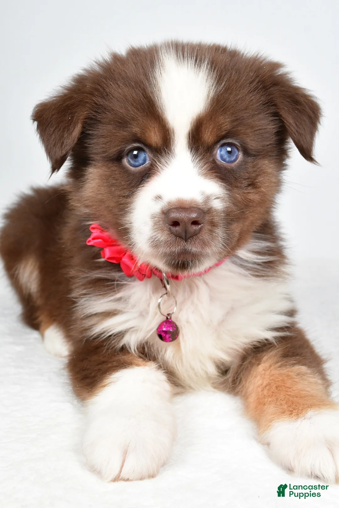 Miniature Australian Shepherd dogs for sale: Darcy - Ad 2