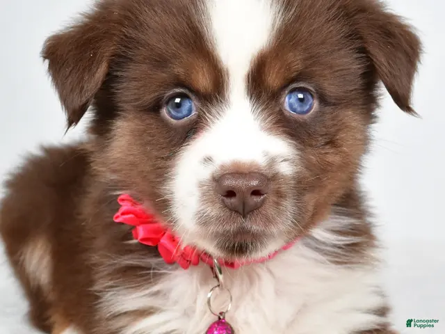 Miniature Australian Shepherd dogs for sale: Darcy - Ad 2