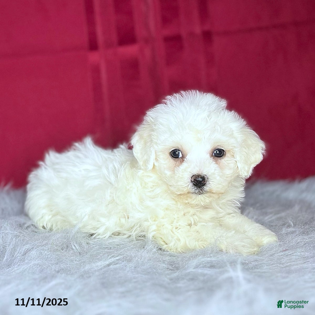 Bichon Frise dogs Candy - Ad 27