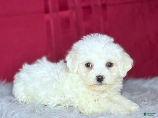 Bichon Frise dogs Candy - Ad 13