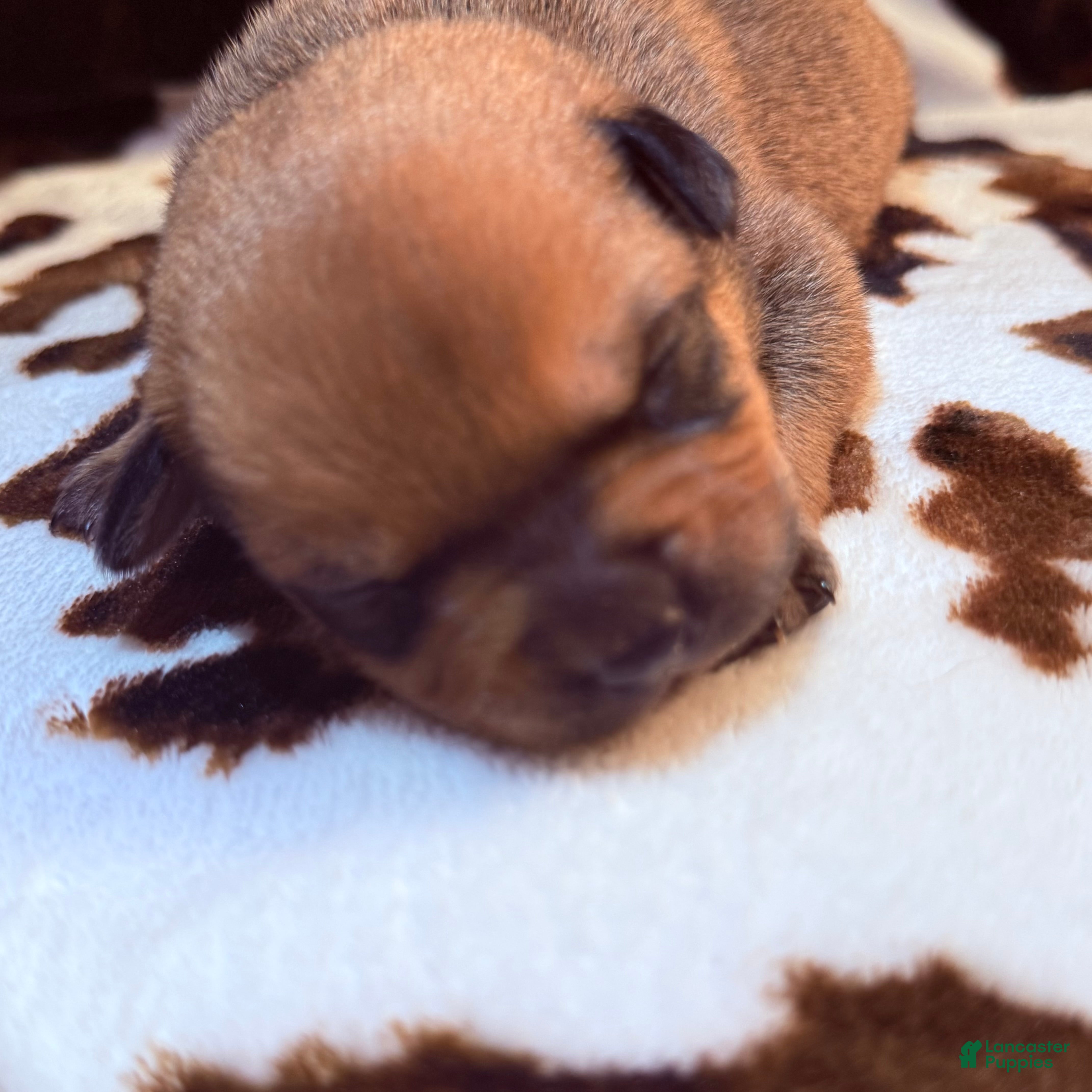 Mixed Breed dogs Bandit - Ad 36