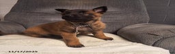 Belgian Malinois dogs for sale: Allie - Ad 2