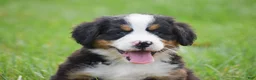 Bernese Mountain Dog dogs for sale: Rex - Ad 5