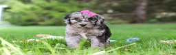Sheepadoodle dogs for sale: Mimi - Ad 6