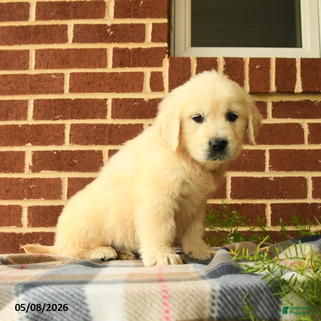 Golden Retriever dogs for sale: Pepper - Ad 2