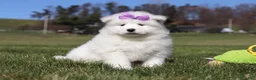 Samoyed dogs for sale: Aurora - Ad 3