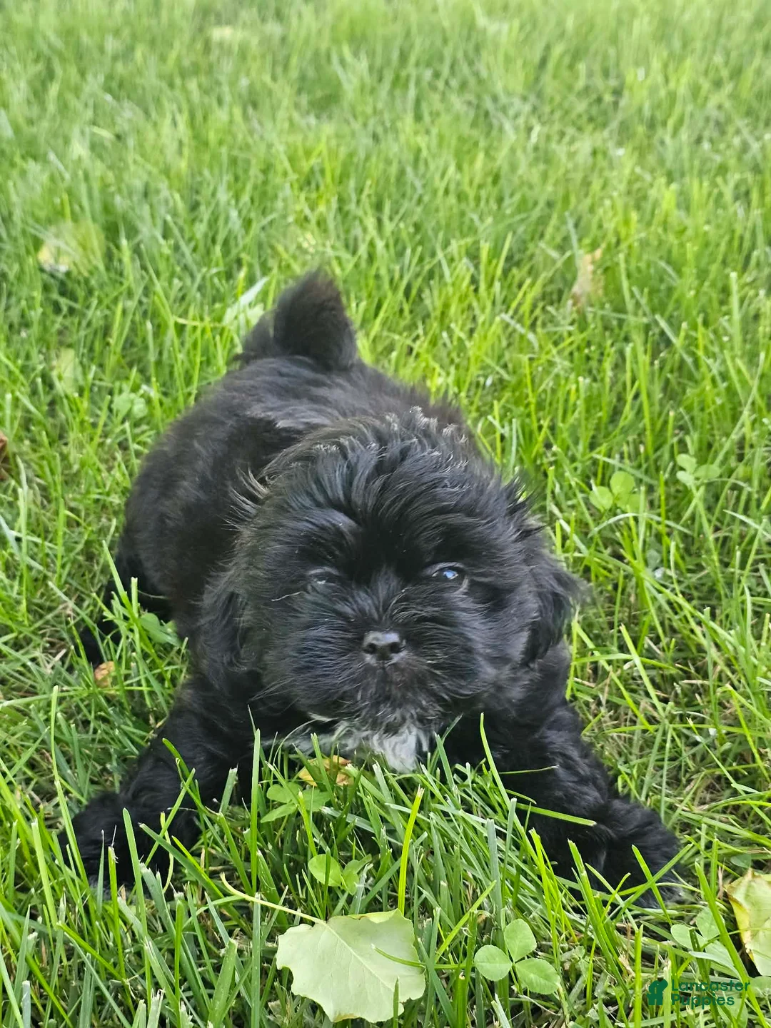 Shih Tzu dogs for sale: Jasper - Ad 1