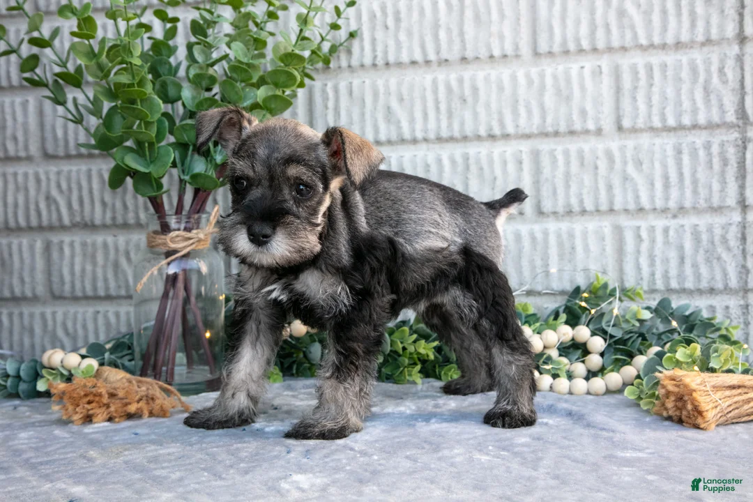 Miniature Schnauzer dogs for sale: April - Ad 3
