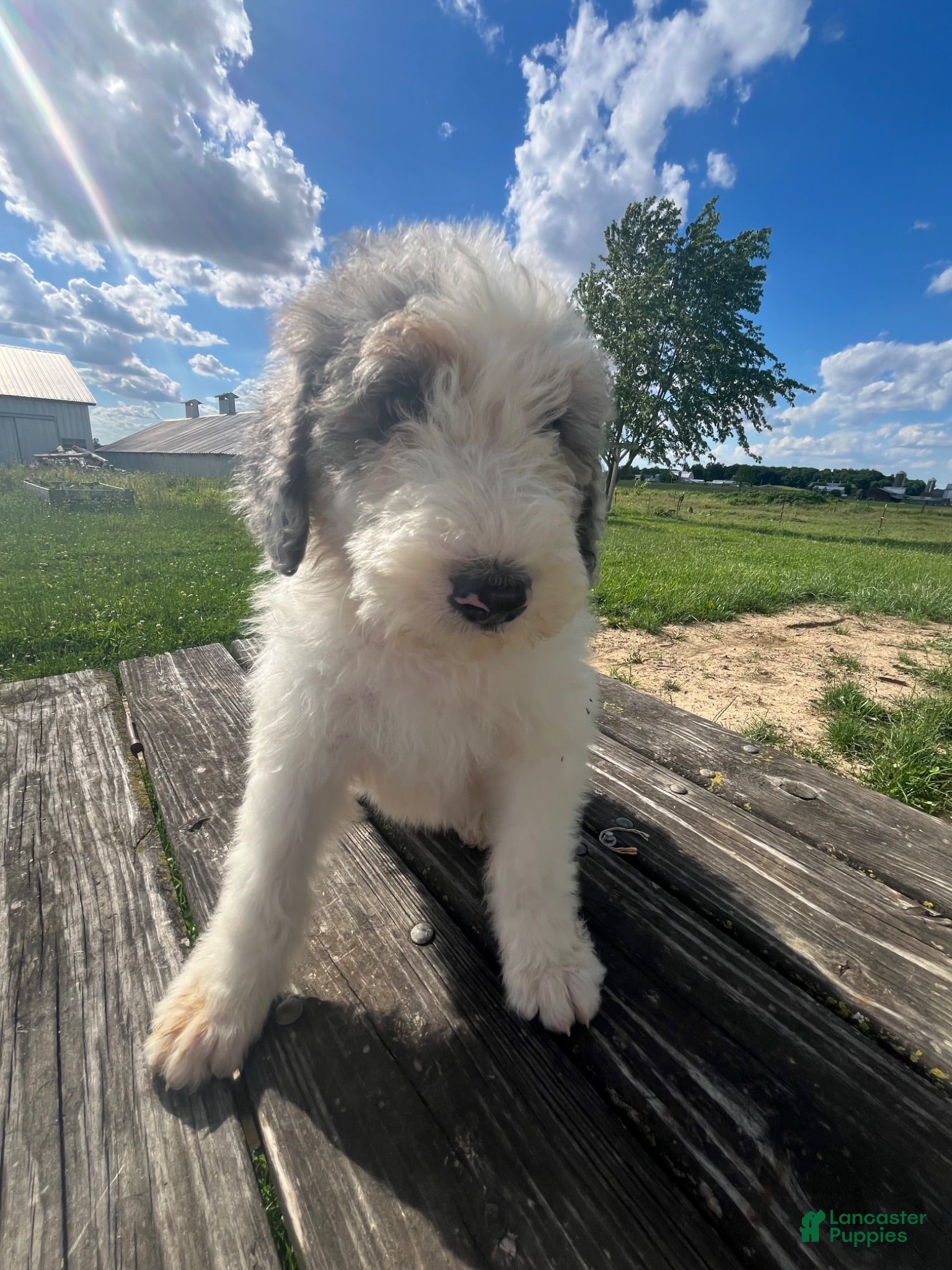 Sheepadoodle dogs Sheepadoodle Puppy 10 - Ad 28