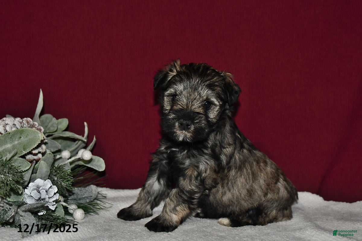 Miniature Schnauzer dogs Lily - Ad 32