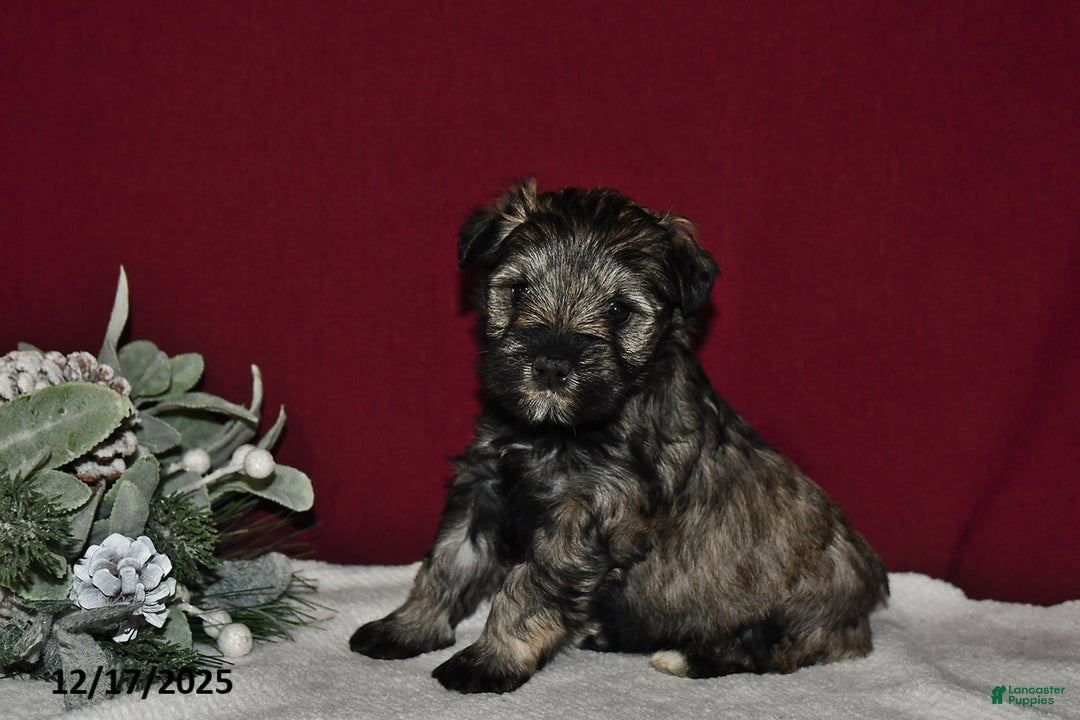 Miniature Schnauzer dogs for sale: Lily - Ad 1