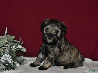 Miniature Schnauzer dogs Lily - Ad 15