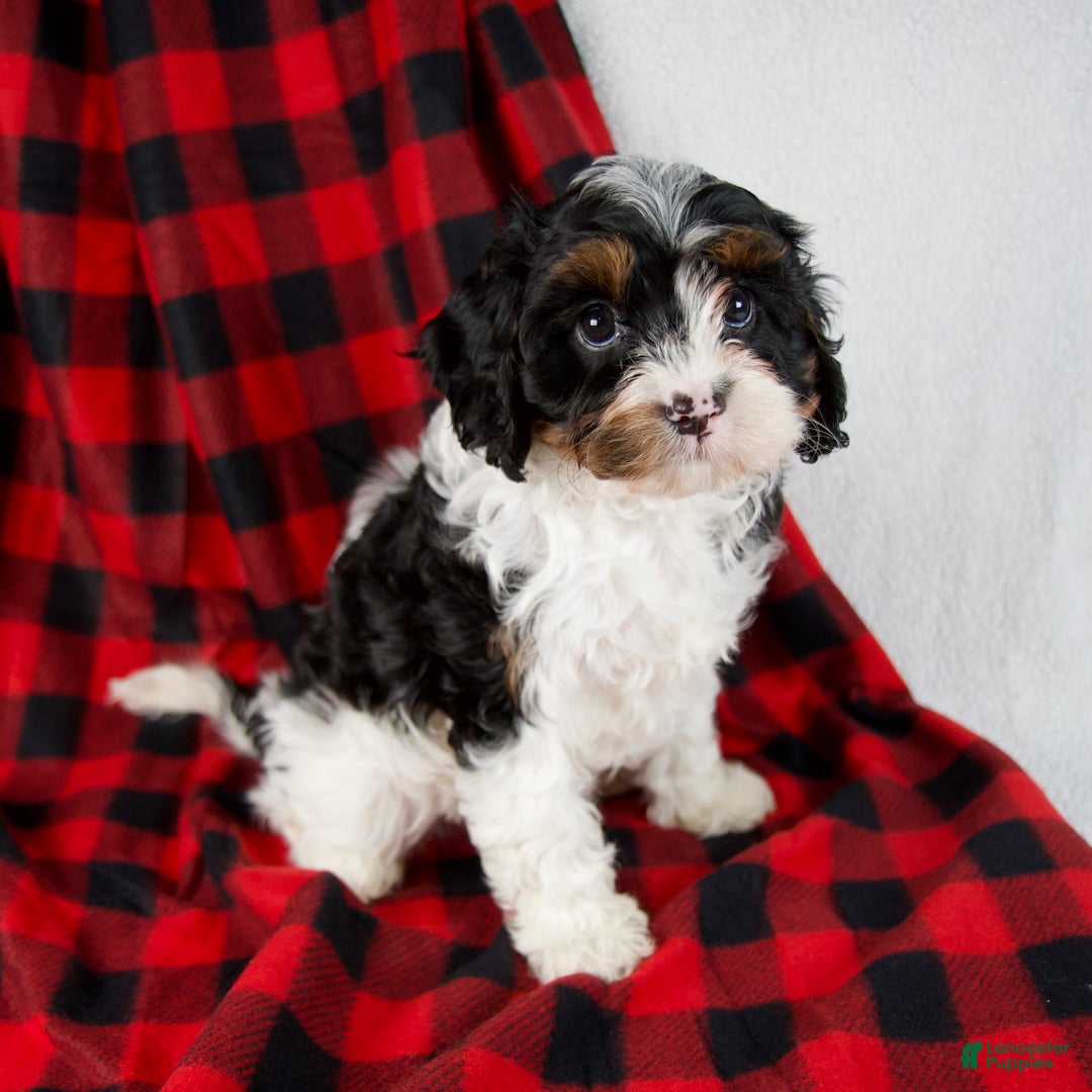 Cavapoo dogs for sale: Evie - Ad 3