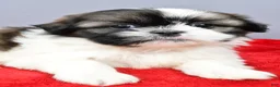 Shih Tzu dogs for sale: Remi - Ad 3