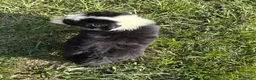 Australian Shepherd dogs for sale: Black and white boy - Ad 2