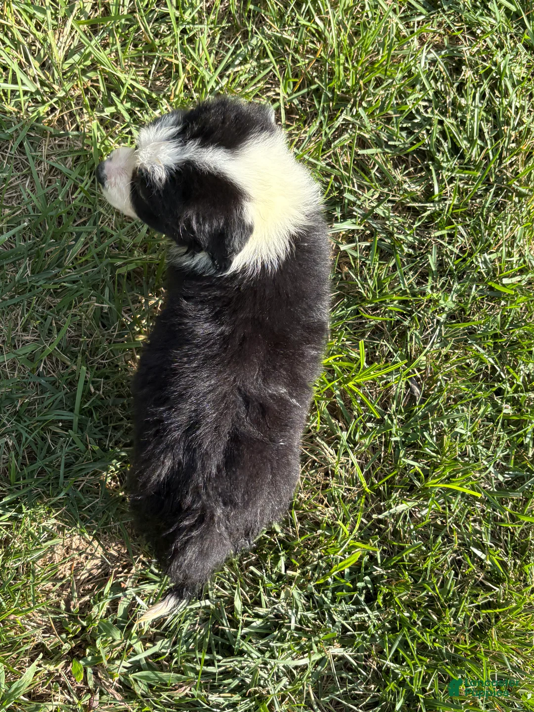 Australian Shepherd dogs for sale: Black and white boy - Ad 2