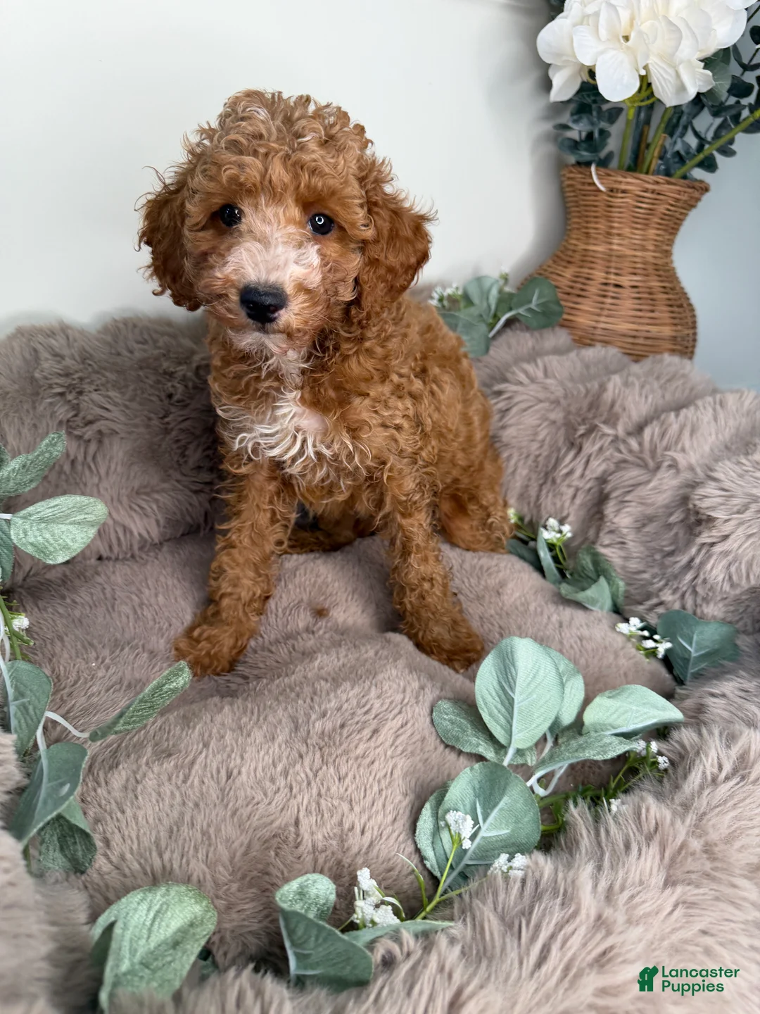 Cockapoo dogs for sale: Delilah - Ad 1