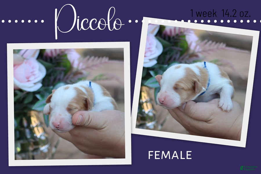 Miniature Australian Shepherd dogs for sale: Piccolo - Ad 2