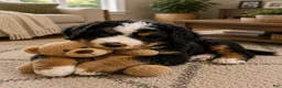 Bernedoodle dogs for sale: Jameson  - Ad 8