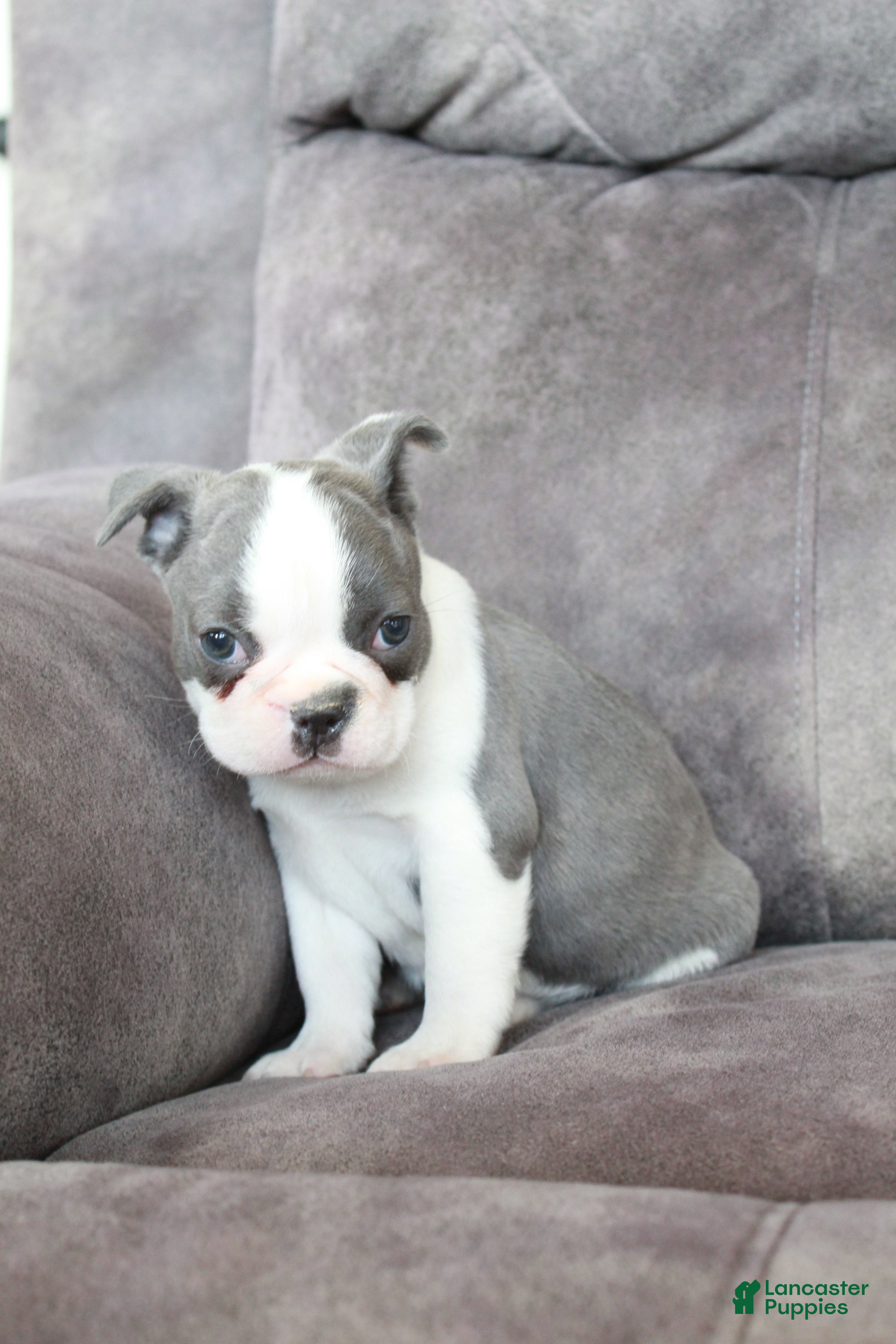 Frenchton dogs Frenchie  - Ad 35